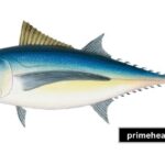 Finlet fish