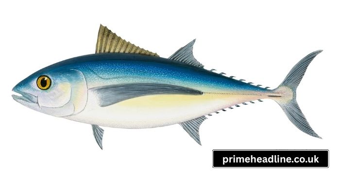 Finlet fish