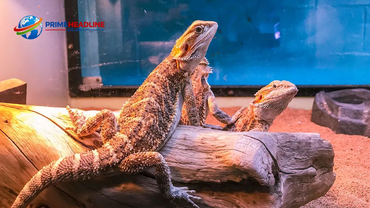 How Long Do Bearded Dragons Live in Captivity? Expert Care Tips